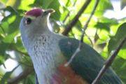 Rose-crowned Fruit-Dove (Ptilinopus regina)